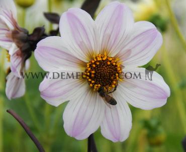 Dahlia Bishop Of Dover (x 35)