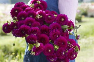 Dahlia Cryfield Harmony (x 35)