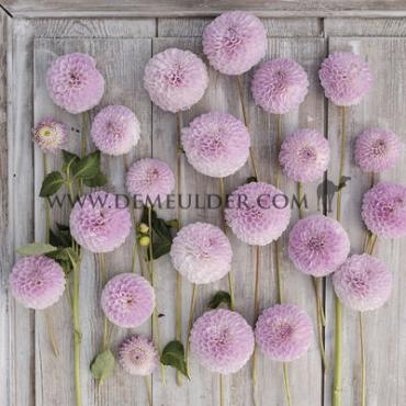Dahlia Megan Dean (x 35)
