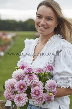 Dahlia Pink Silk (x 35)