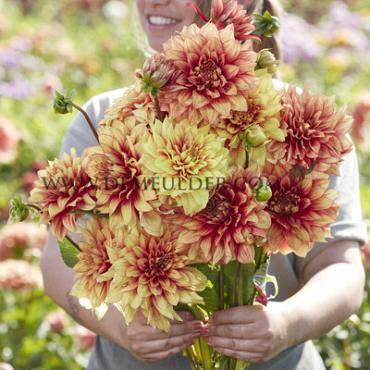 Dahlia Dazzling Magic (x 35)