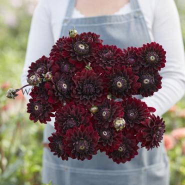 Dahlia Dark Destiny (x 35)