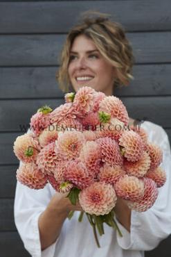 Dahlia Nathalie G (x 35)