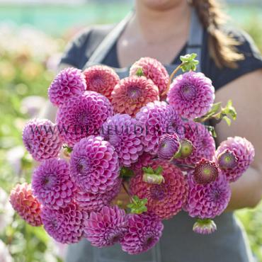 Dahlia Isabel (x 35)