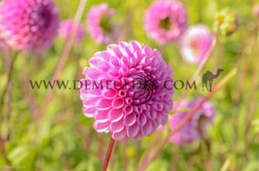 Dahlia Isabel (x 35)