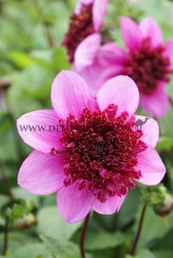 Dahlia Blue Bayou (x 35)