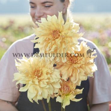 Dahlia Big Brother (x 35)