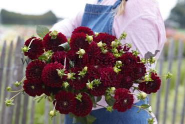 Dahlia Maroon Fox (x 35)