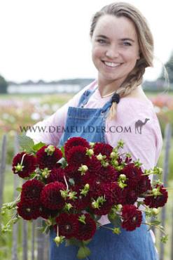 Dahlia Maroon Fox (x 35)