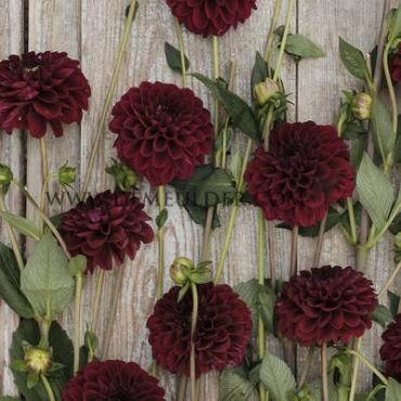 Dahlia Maroon Fox (x 35)