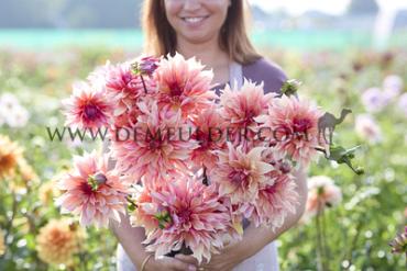 Dahlia Labyrinth (x 35)