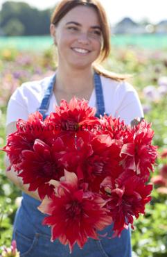 Dahlia Babylon Red (x 35)