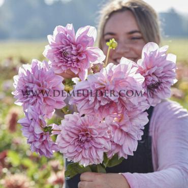 Dahlia Lavender Perfection (x 35)