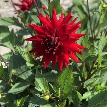 Dahlia Red Pygmy (x 35)