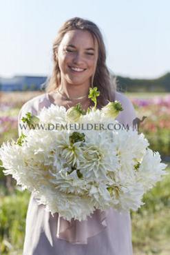 Dahlia Fleurel (x 35)