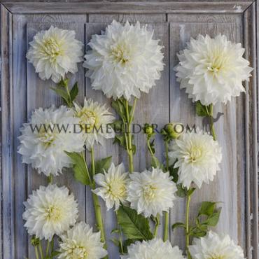Dahlia Fleurel (x 35)