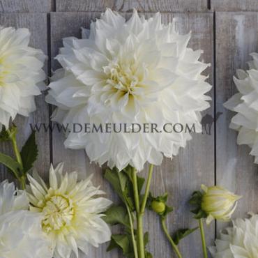 Dahlia Fleurel (x 35)