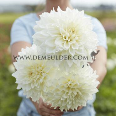 Dahlia Fleurel (x 35)