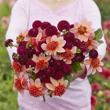 Dahlia Totally Tangerine (x 35)