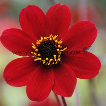 Dahlia Bishop Of Auckland (x 35)