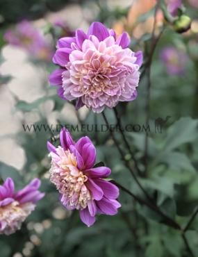 Dahlia Take Off (x 35)