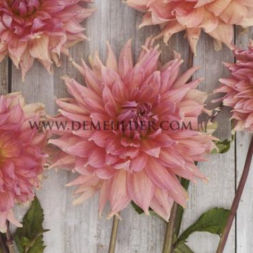 Dahlia Fairway Spur (x 35)