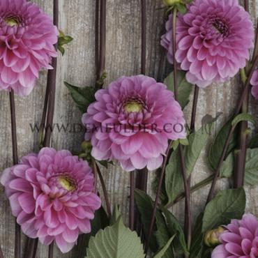 Dahlia Happy Hour (x 35)