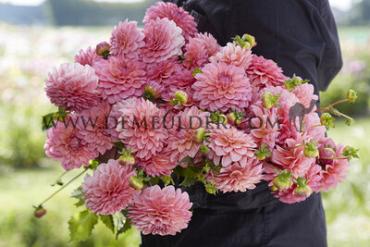 Dahlia Doris Duke (x 35)