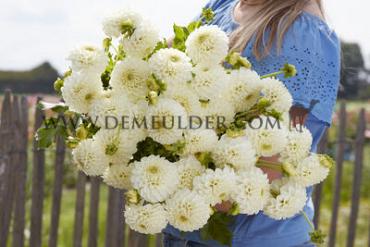 Dahlia Ryecroft Jan (x 35)
