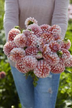 Dahlia Peaches (x 35)