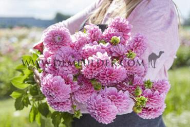 Dahlia Sweet Fabienne (x 35)