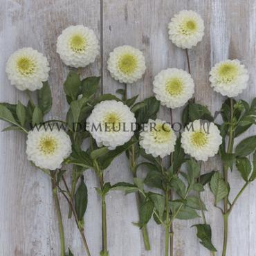 Dahlia Caro (x 35)
