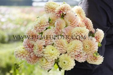 Dahlia Sweet Suzanne (x 35)