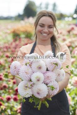 Dahlia Sefton Silvertop (x 35)