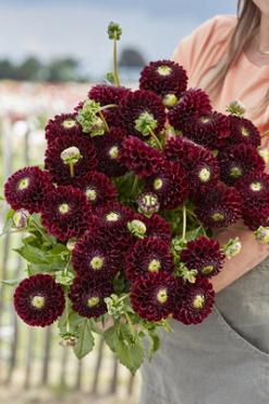 Dahlia Black Pierre (x 35)