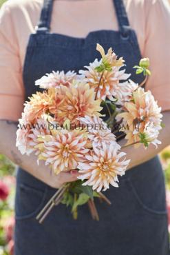 Dahlia Orange & Snow (x 35)