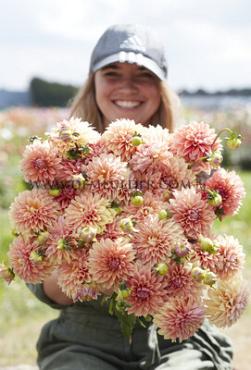Dahlia Kick Off (x 35)