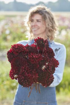 Dahlia Manoa (x 35)