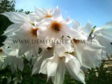 Dahlia Imperialis Wit (x 35)