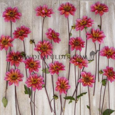 Dahlia Princess Nadine (x 35)