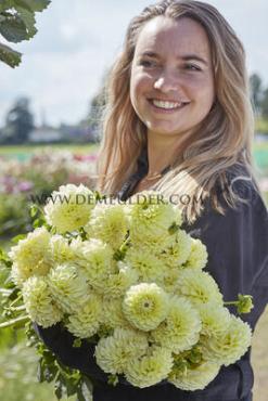 Dahlia Banana Baby (x 35)