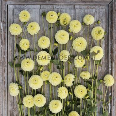 Dahlia Banana Baby (x 35)