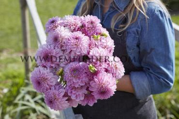 Dahlia Bazuin Lavender (x 35)