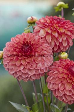 Dahlia Chapeau Bas (x 35)