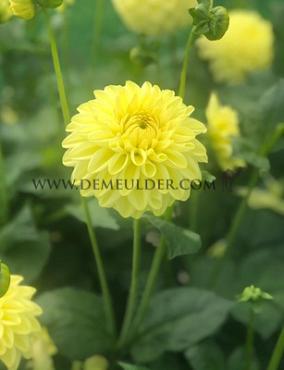 Dahlia Golden Eye (x 35)