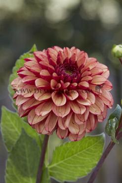 Dahlia High Fidelity (x 35)