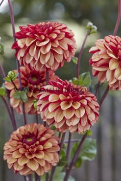 Dahlia High Fidelity (x 35)