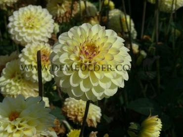 Dahlia Isa's Favourite (x 35)