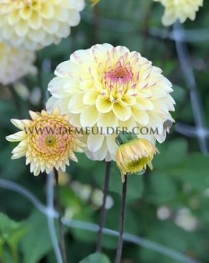 Dahlia Isa's Favourite (x 35)