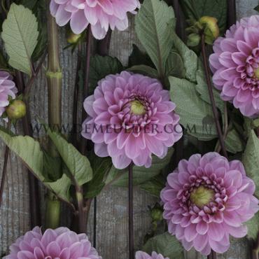 Dahlia Veerle (x 35)